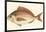 Small Antique Fish III-Vision Studio-Framed Art Print