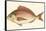 Small Antique Fish III-Vision Studio-Framed Stretched Canvas