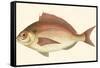 Small Antique Fish III-Vision Studio-Framed Stretched Canvas