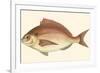 Small Antique Fish III-Vision Studio-Framed Art Print