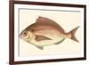 Small Antique Fish III-Vision Studio-Framed Art Print