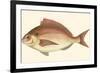 Small Antique Fish III-Vision Studio-Framed Art Print