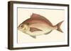 Small Antique Fish III-Vision Studio-Framed Art Print