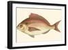 Small Antique Fish III-Vision Studio-Framed Art Print