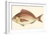 Small Antique Fish III-Vision Studio-Framed Art Print