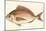 Small Antique Fish III-Vision Studio-Mounted Art Print