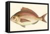 Small Antique Fish III-Vision Studio-Framed Stretched Canvas