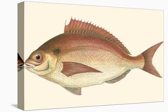 Small Antique Fish III-Vision Studio-Stretched Canvas