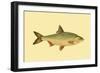 Small Antique Fish VI-Vision Studio-Framed Art Print