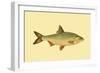 Small Antique Fish VI-Vision Studio-Framed Art Print