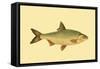 Small Antique Fish VI-Vision Studio-Framed Stretched Canvas