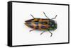 Small Beetle Conognatha Errata from Chile-Darrell Gulin-Framed Stretched Canvas