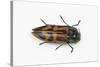 Small Beetle Conognatha Errata from Chile-Darrell Gulin-Stretched Canvas