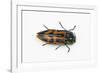 Small Beetle Conognatha Errata from Chile-Darrell Gulin-Framed Photographic Print