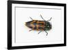 Small Beetle Conognatha Errata from Chile-Darrell Gulin-Framed Photographic Print