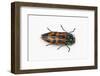 Small Beetle Conognatha Errata from Chile-Darrell Gulin-Framed Photographic Print