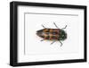 Small Beetle Conognatha Errata from Chile-Darrell Gulin-Framed Photographic Print