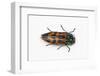 Small Beetle Conognatha Errata from Chile-Darrell Gulin-Framed Photographic Print