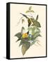 Small Bird of the Tropics IV-John Gould-Framed Stretched Canvas