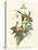 Small Bird of the Tropics IV-John Gould-Stretched Canvas