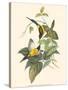 Small Bird of the Tropics IV-John Gould-Stretched Canvas