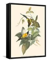 Small Bird of the Tropics IV-John Gould-Framed Stretched Canvas