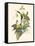 Small Bird of the Tropics IV-John Gould-Framed Stretched Canvas