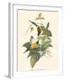 Small Bird of the Tropics IV-John Gould-Framed Art Print