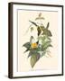 Small Bird of the Tropics IV-John Gould-Framed Art Print