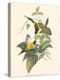 Small Bird of the Tropics IV-John Gould-Stretched Canvas