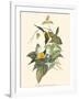 Small Bird of the Tropics IV-John Gould-Framed Art Print