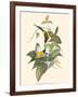 Small Bird of the Tropics IV-John Gould-Framed Art Print