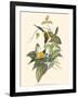 Small Bird of the Tropics IV-John Gould-Framed Art Print