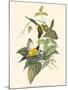 Small Bird of the Tropics IV-John Gould-Mounted Art Print