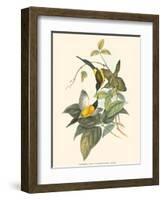 Small Bird of the Tropics IV-John Gould-Framed Art Print