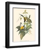 Small Bird of the Tropics IV-John Gould-Framed Art Print