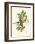 Small Birds of Tropics III-John Gould-Framed Art Print