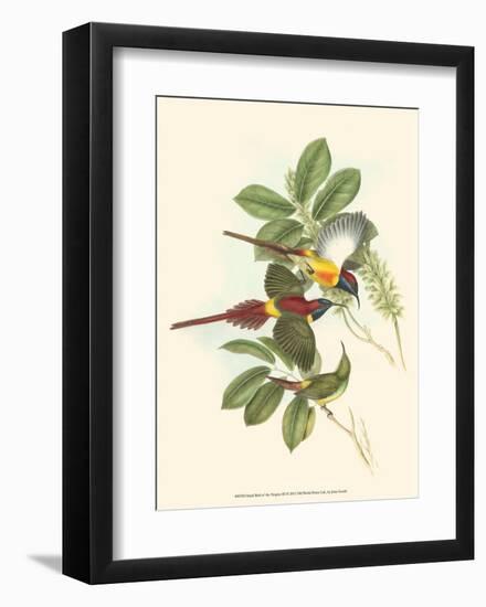 Small Birds of Tropics III-John Gould-Framed Art Print