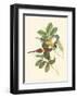 Small Birds of Tropics III-John Gould-Framed Art Print