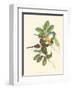 Small Birds of Tropics III-John Gould-Framed Art Print