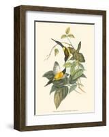 Small Birds of Tropics IV-John Gould-Framed Art Print