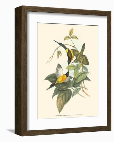 Small Birds of Tropics IV-John Gould-Framed Art Print