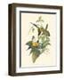 Small Birds of Tropics IV-John Gould-Framed Art Print