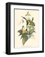 Small Birds of Tropics IV-John Gould-Framed Art Print