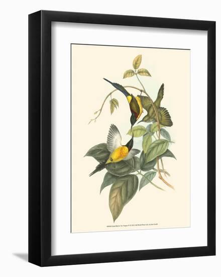 Small Birds of Tropics IV-John Gould-Framed Art Print