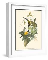 Small Birds of Tropics IV-John Gould-Framed Art Print