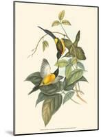 Small Birds of Tropics IV-John Gould-Mounted Art Print