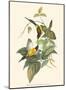 Small Birds of Tropics IV-John Gould-Mounted Art Print