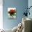Small Bouquet with Three Red Roses-Michael Paul-Photographic Print displayed on a wall