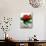 Small Bouquet with Three Red Roses-Michael Paul-Mounted Photographic Print displayed on a wall